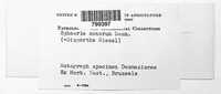 Diaporthe eres image